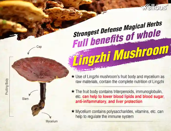 Bio-LingZhi_e-flyer_ENG-09