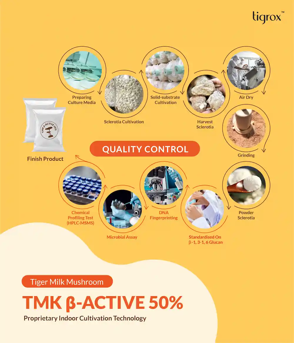 TMK Loquat Eflyer EN 9